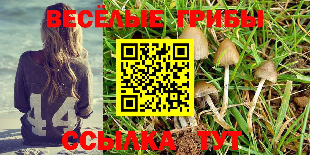 Псилоцибиновые грибы Psilocybine cubensis Вязьма